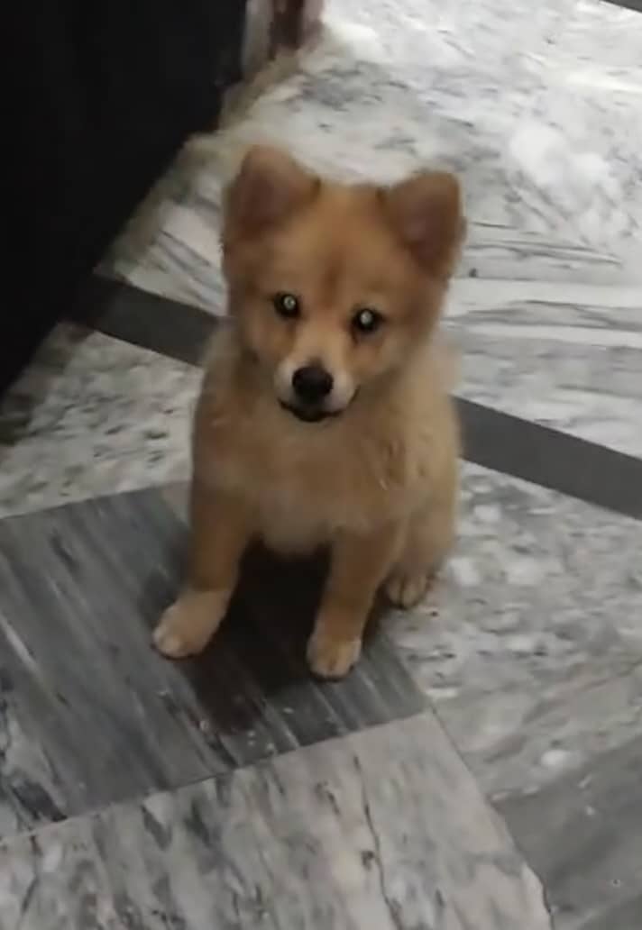 Pomeranian Male Puppy Available for Sale / Pom Puppy / Dog for Sale 2