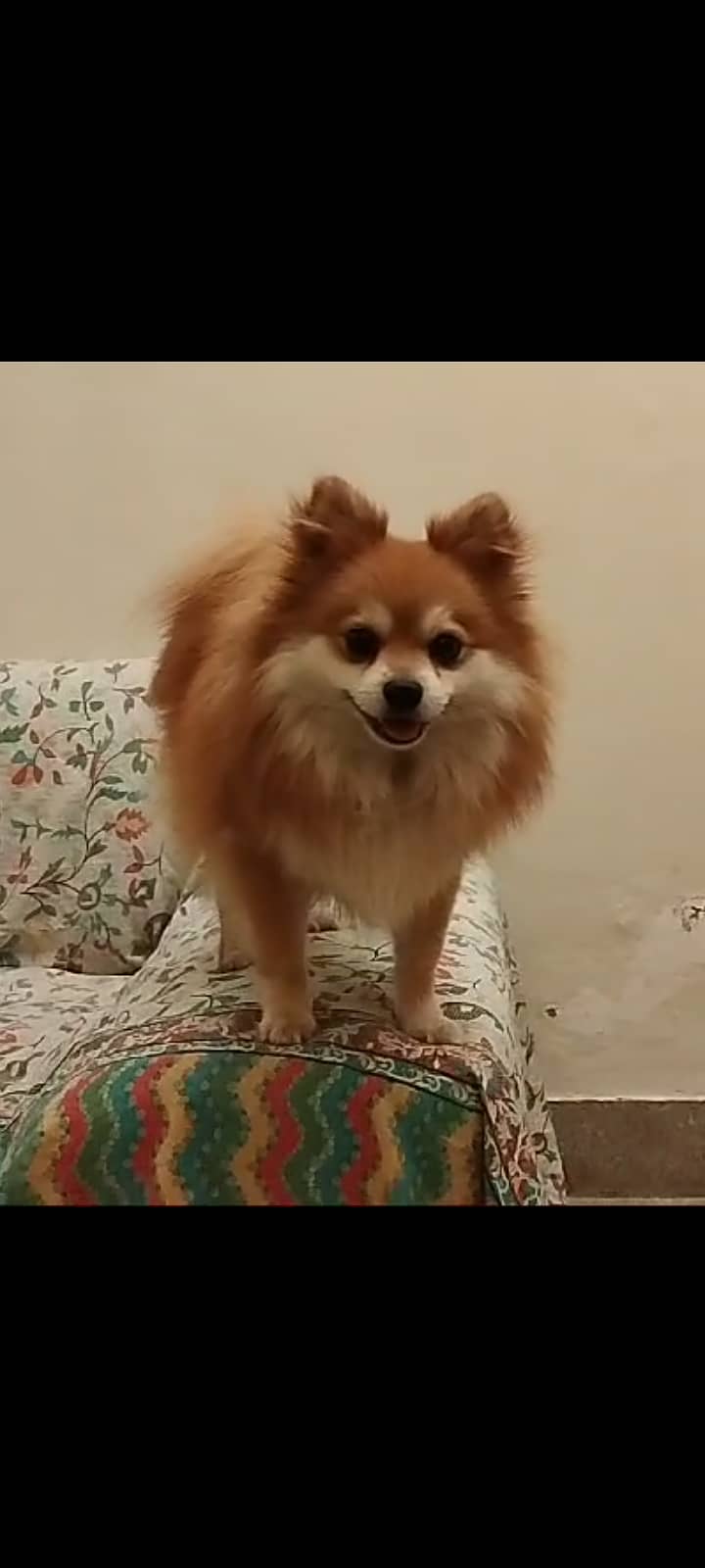 Pomeranian Male Puppy Available for Sale / Pom Puppy / Dog for Sale 3