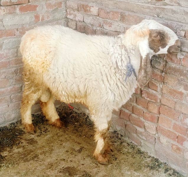 Bakra chatra goat sheep full heavyweight 80kg + 0