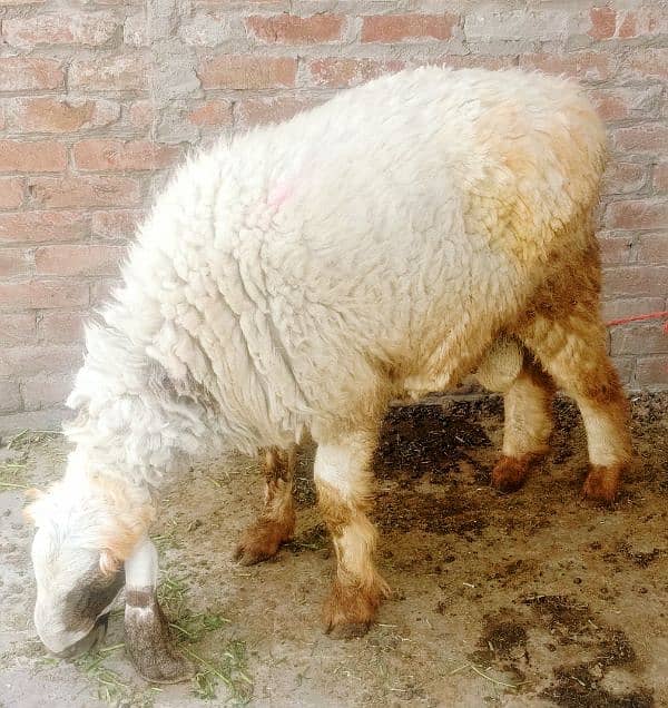 Bakra chatra goat sheep full heavyweight 80kg + 1