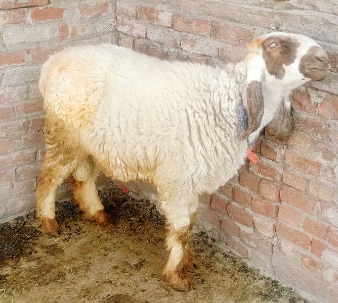 Bakra chatra goat sheep full heavyweight 80kg + 2