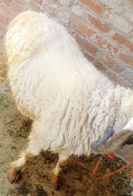 Bakra chatra goat sheep full heavyweight 80kg + 3