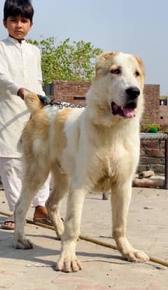 Alabai central Asian Shepherd 03234696626