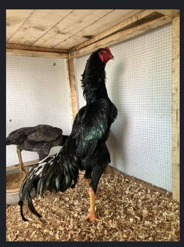 Shamo Chicks (Jet Blcak) 0