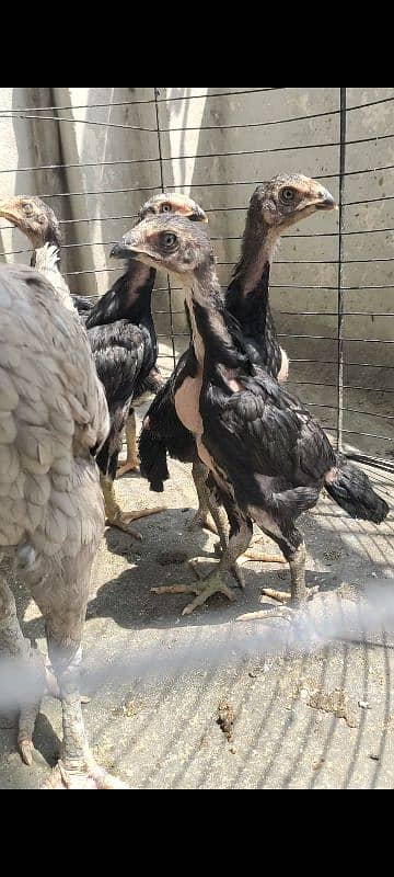 Shamo Chicks (Jet Blcak) 2