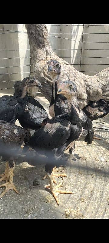 Shamo Chicks (Jet Blcak) 4