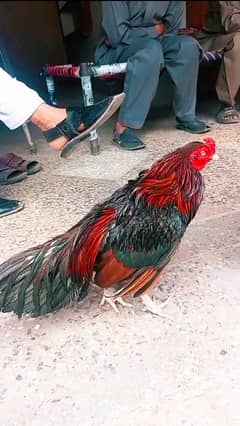 Amroha