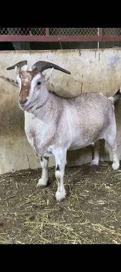 Bkara