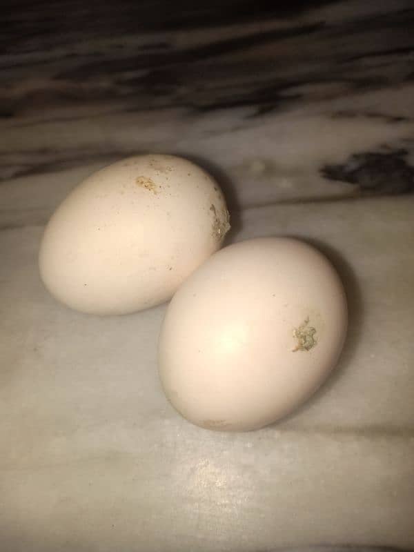 King size white Aseel Jawa with aseel females 12