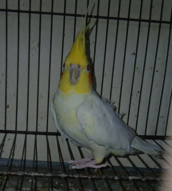 Charming white cocktail available now 0