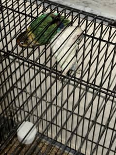 Love birds