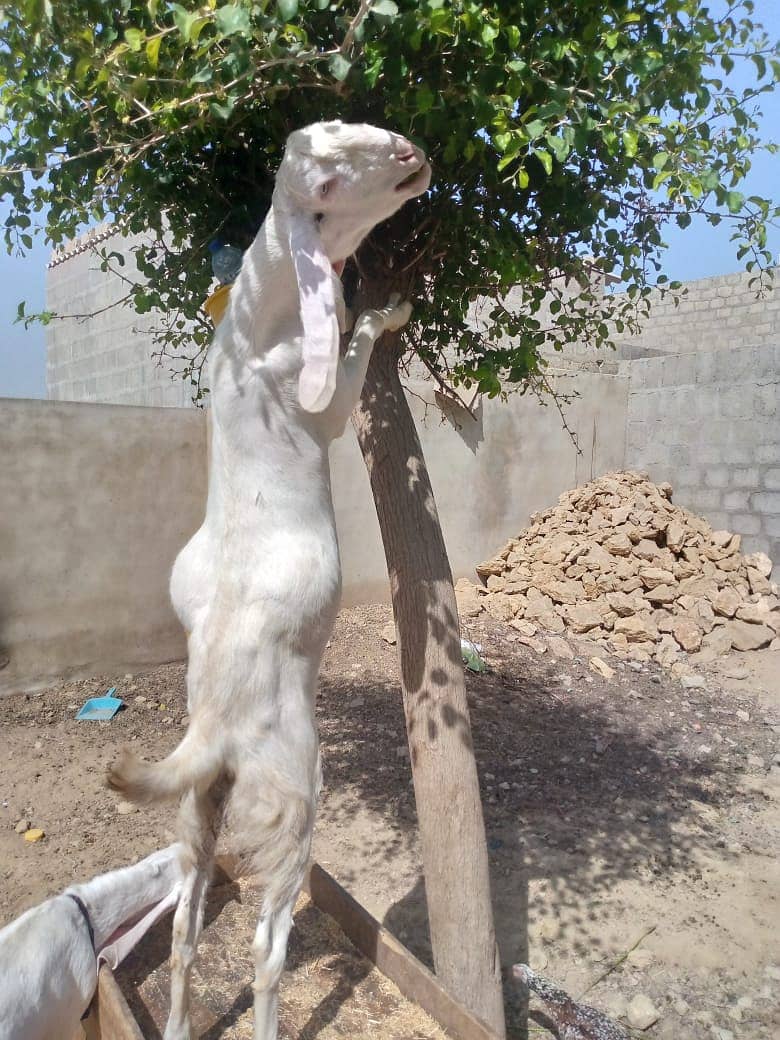 Golabi jaran puri Bakra 1
