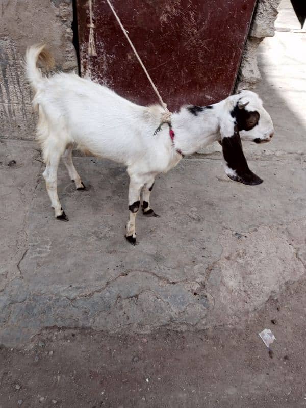 2 dant bakra qurbani ka leya 0