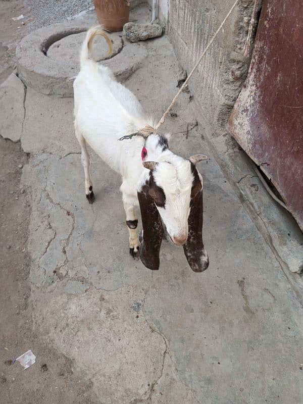 2 dant bakra qurbani ka leya 1