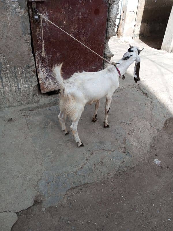 2 dant bakra qurbani ka leya 2