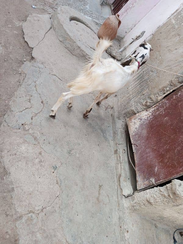 2 dant bakra qurbani ka leya 3