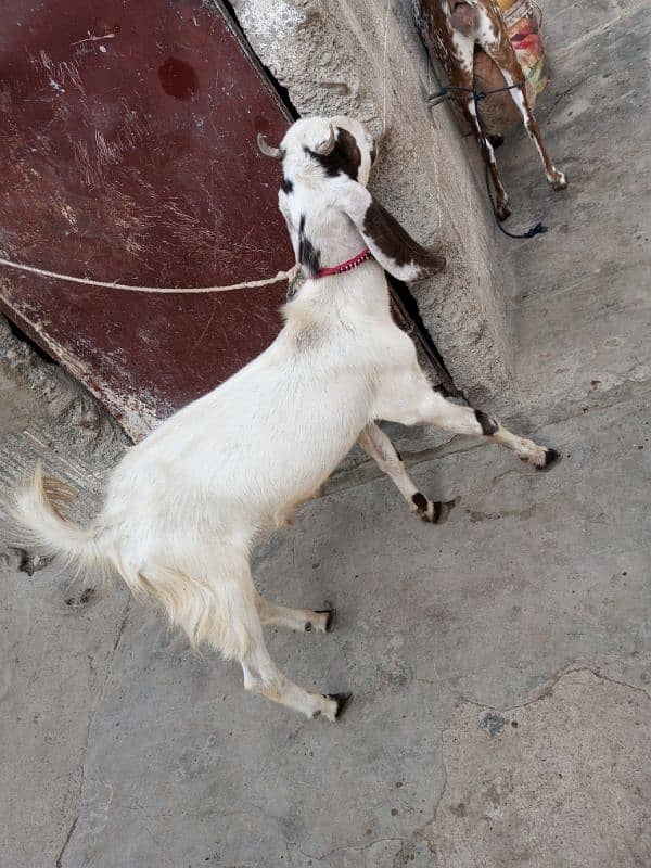2 dant bakra qurbani ka leya 4
