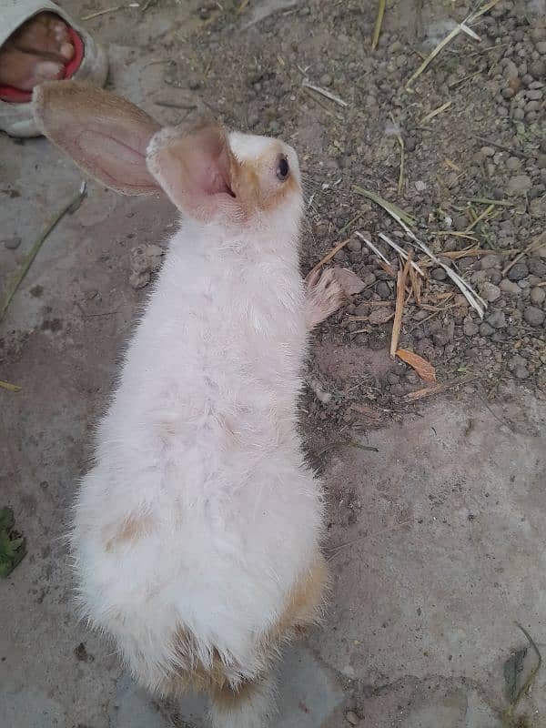 Rabbit For Sale 0