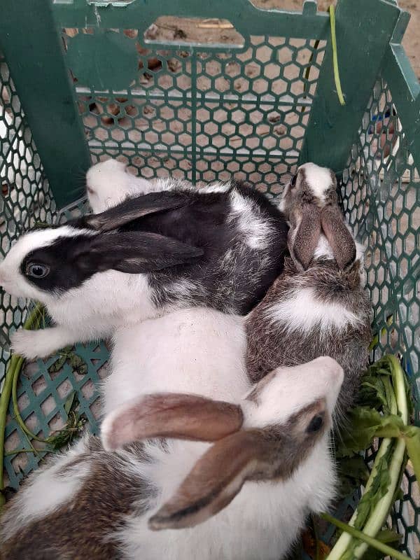 Rabbit For Sale 3