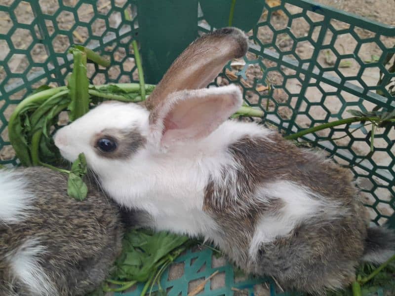 Rabbit For Sale 4