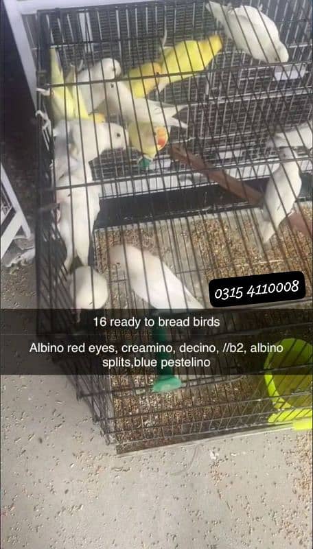 Lovebirds/birds/parrots 0