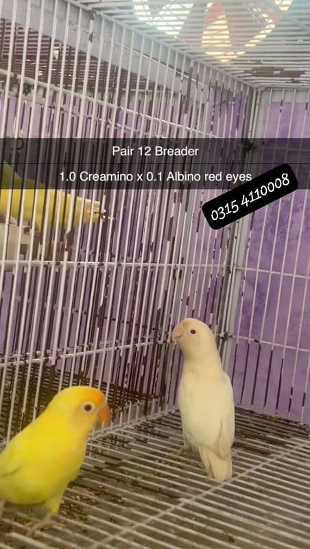 Lovebirds/birds/parrots 1