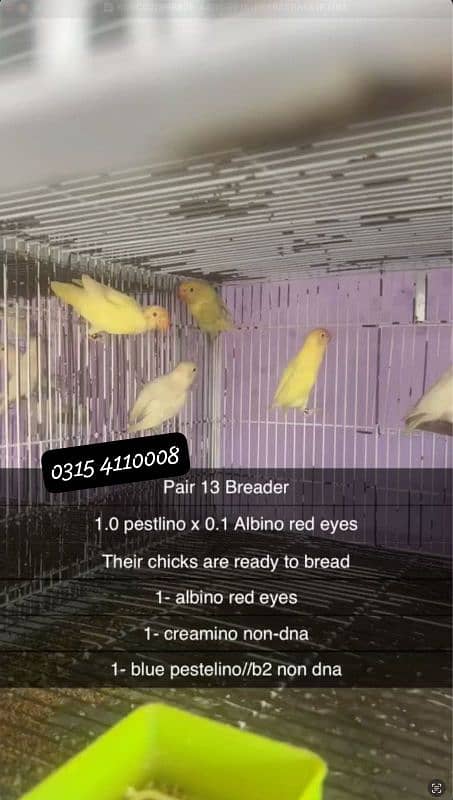 Lovebirds/birds/parrots 2