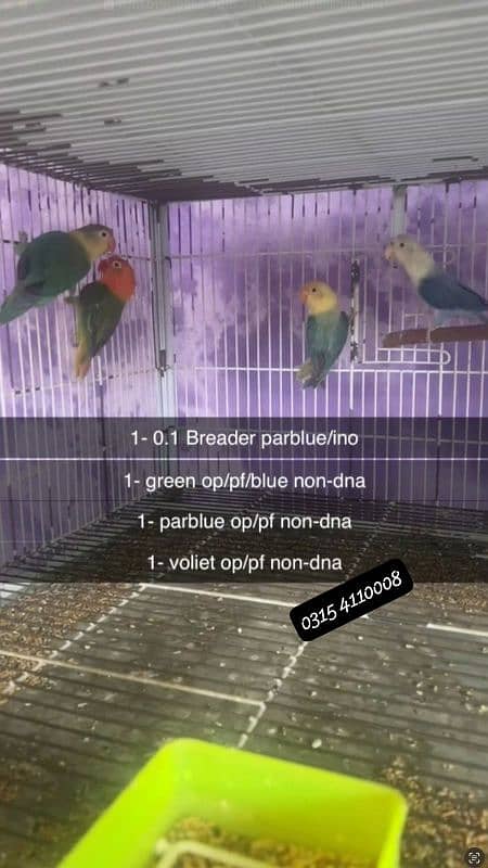 Lovebirds/birds/parrots 3