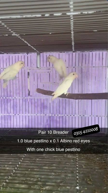 Lovebirds/birds/parrots 4