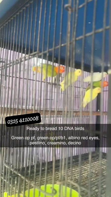 Lovebirds/birds/parrots 5