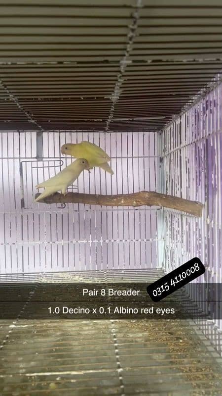 Lovebirds/birds/parrots 6