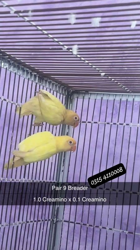 Lovebirds/birds/parrots 7