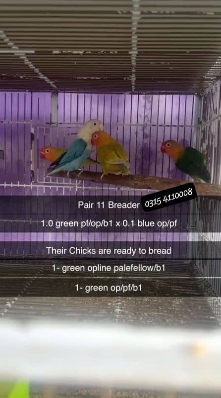 Lovebirds/birds/parrots 8