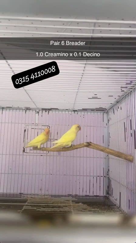 Lovebirds/birds/parrots 9