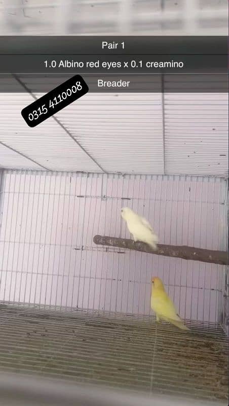 Lovebirds/birds/parrots 10