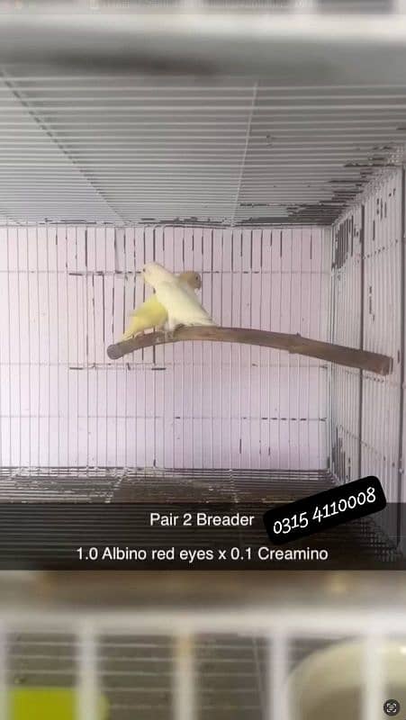 Lovebirds/birds/parrots 11