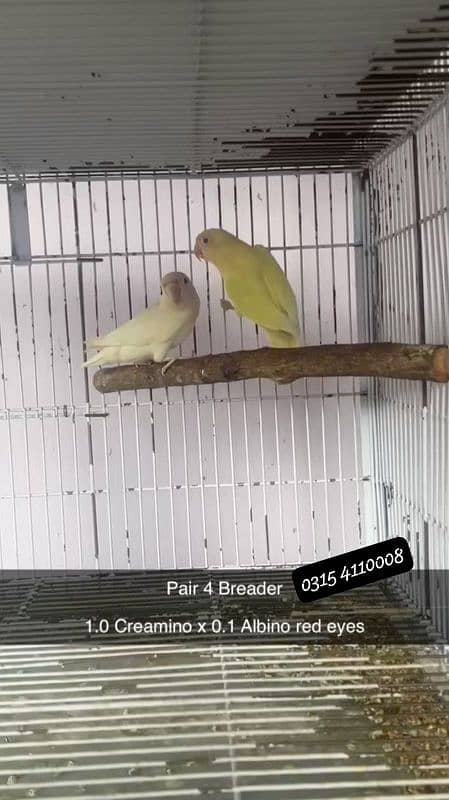 Lovebirds/birds/parrots 12