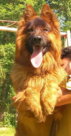 Highclass Triple coat German shepherd Male