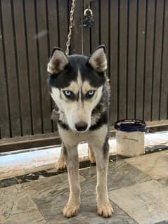 Husky
