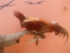 mainwali breeder aseel