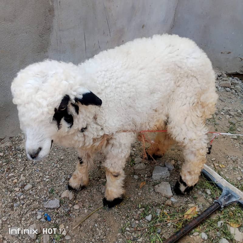 dumba for sale | sheep 0
