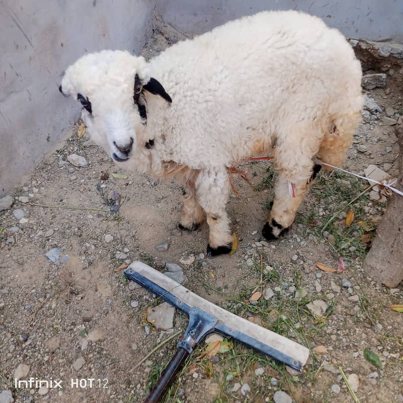 dumba for sale | sheep 1