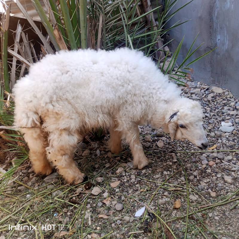 dumba for sale | sheep 2