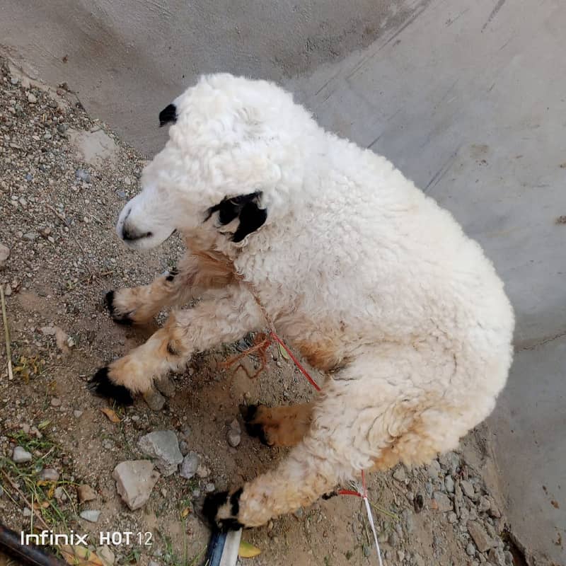 dumba for sale | sheep 3