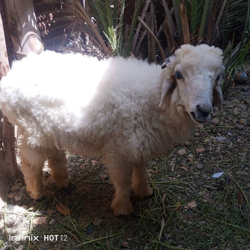 dumba for sale | sheep 4