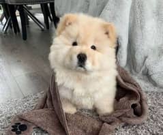 chow chow puppies 03361777030