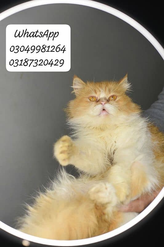 pure Persian extreme punch face female CFA piki/pele bloodline 0