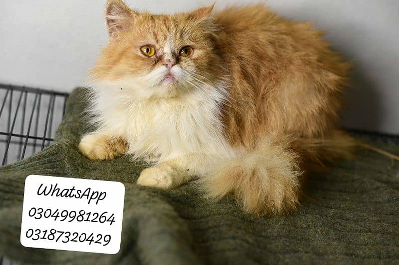 pure Persian extreme punch face female CFA piki/pele bloodline 1