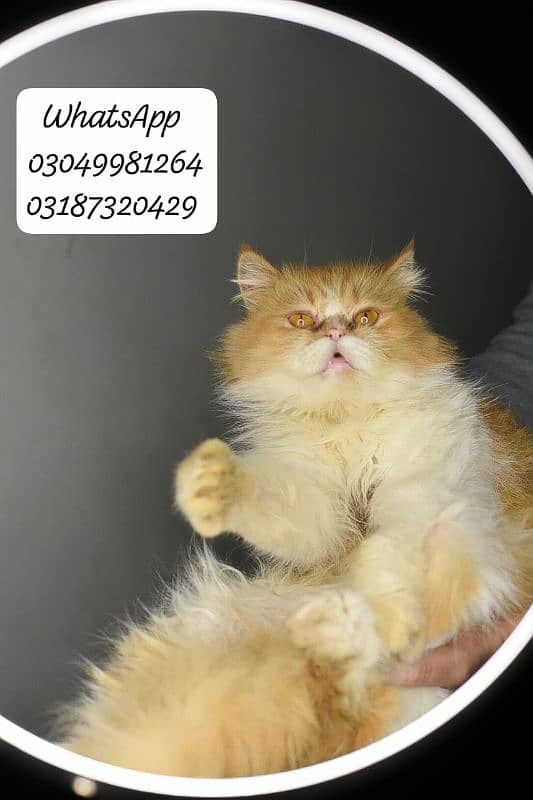 pure Persian extreme punch face female CFA piki/pele bloodline 2