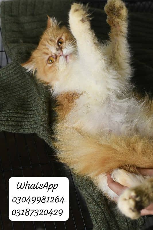 pure Persian extreme punch face female CFA piki/pele bloodline 3